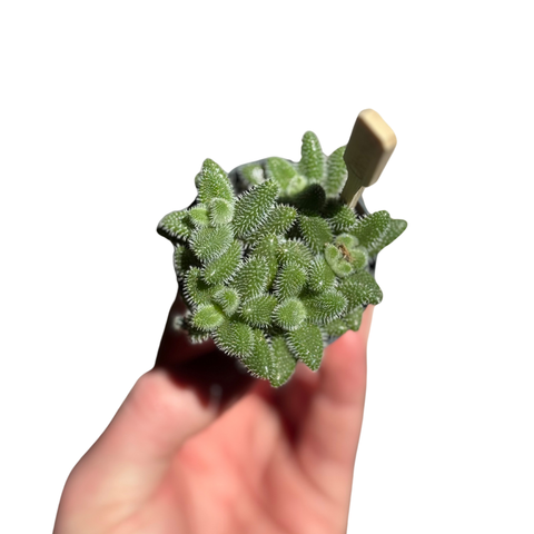 Delosperma Echinatum - Pickle Plant