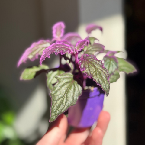 Gynura aurantiaca - Purple Passion Vine