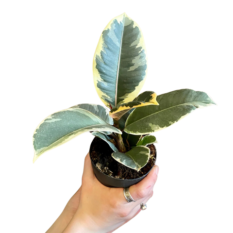 Ficus elastica 'Tineke'