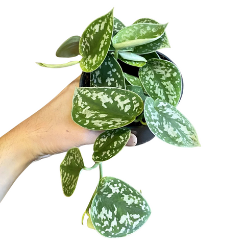 Satin Pothos - Scindapsus Pictus Argyraeus