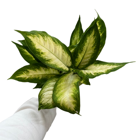 Leopard Lily - Dieffenbachia ‘Camilla’