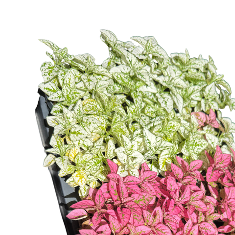 Polka Dot Plant - Hypoestes phyllostachya