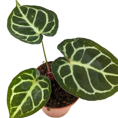 Anthurium Crystallinum