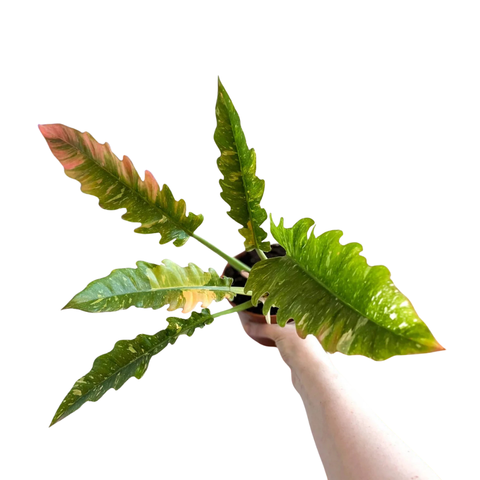 Philodendron Ring of Fire