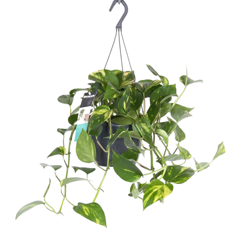 Golden Pothos Hang Pot - Epipremnum pinnatum ‘Aureum’