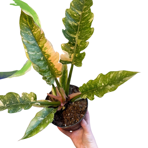 Philodendron Ring of Fire