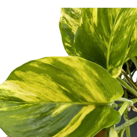 Golden Pothos Hang Pot - Epipremnum pinnatum ‘Aureum’