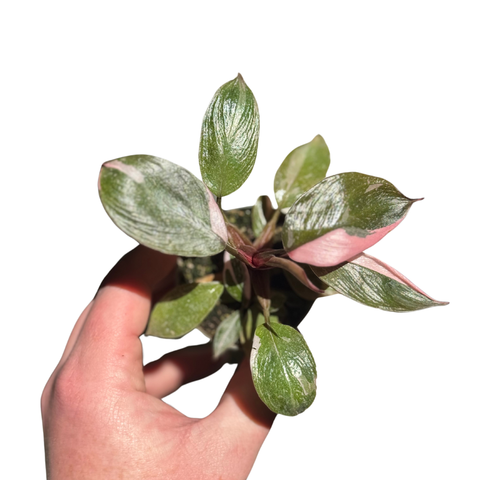 Philodendron Pink Princess