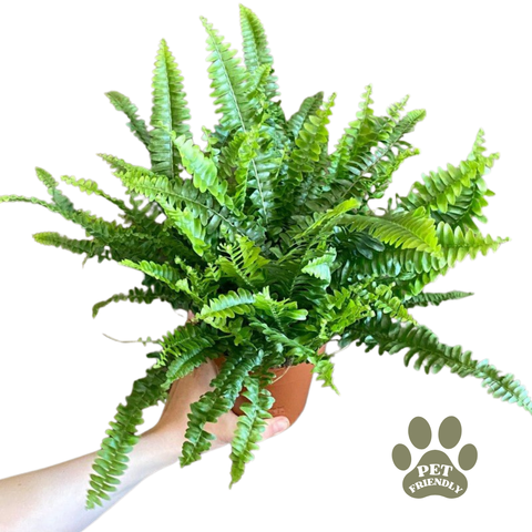 Boston Fern - Nephrolepis ex. green Moment
