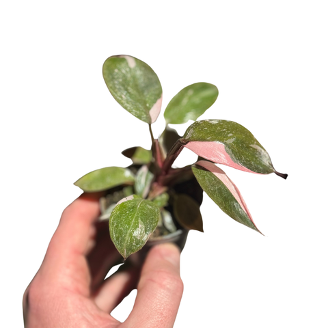 Philodendron Pink Princess