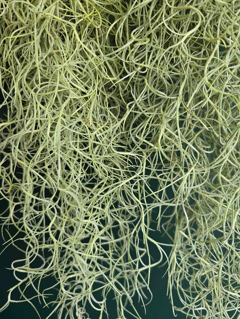 How to Care for Spanish Moss (Tillandsia usneoides)