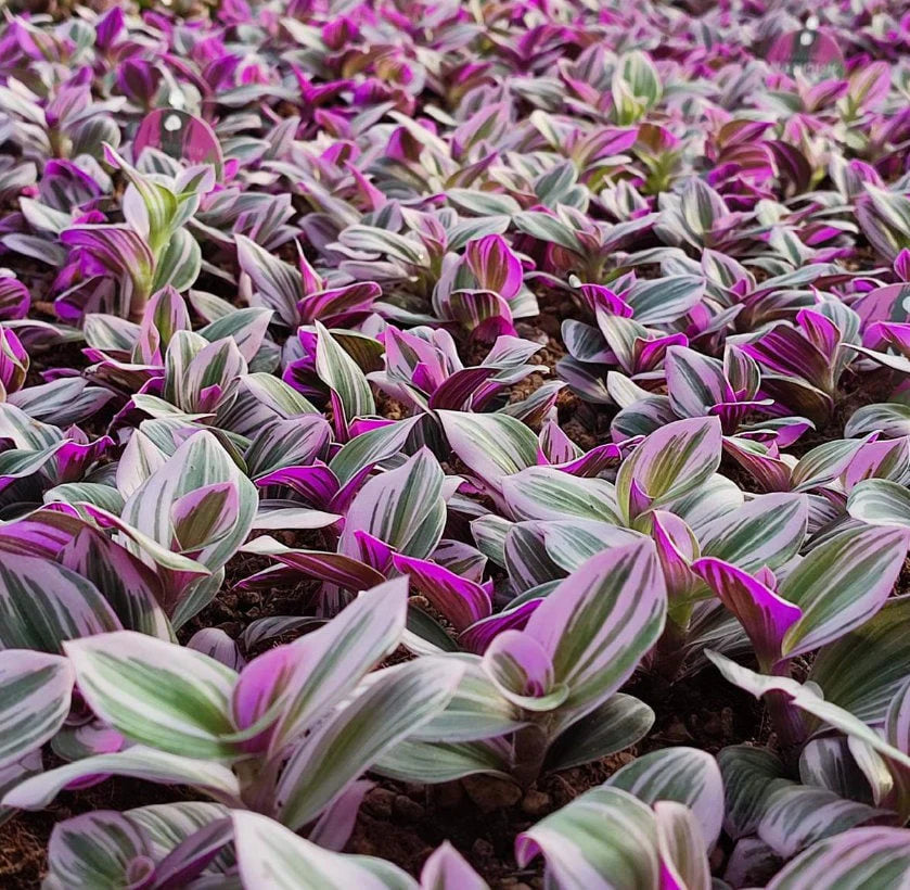 How to Care for Tradescantia albiflora 'Nanouk'