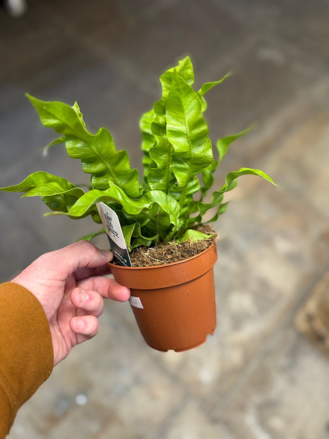 Crispy Wave Fern