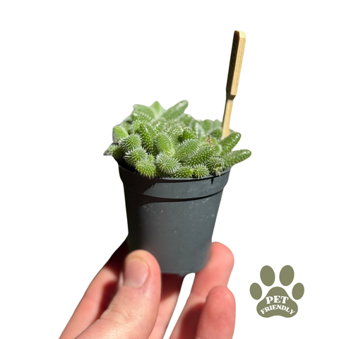 Delosperma Echinatum - Pickle Plant