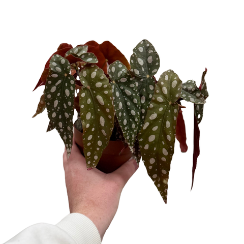 Begonia Maculata Wightii (Polka Dot Begonia)