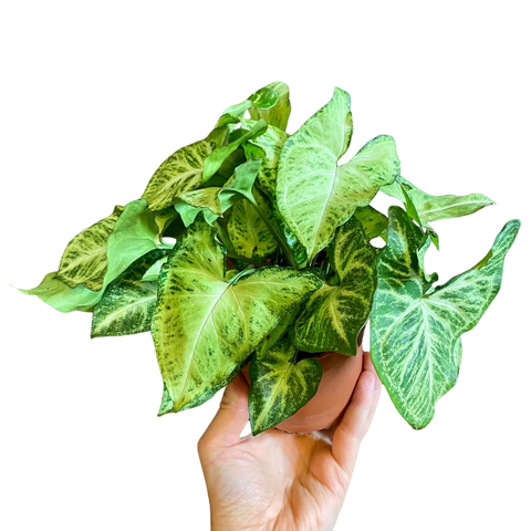 Syngonium Arrow - Arrowhead