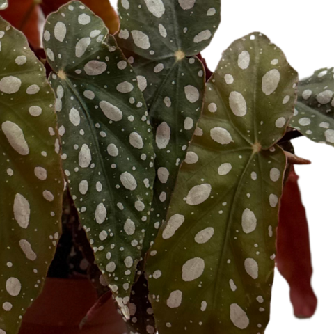 Begonia Maculata Wightii (Polka Dot Begonia)