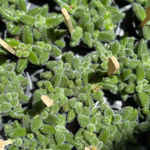 Delosperma Echinatum - Pickle Plant