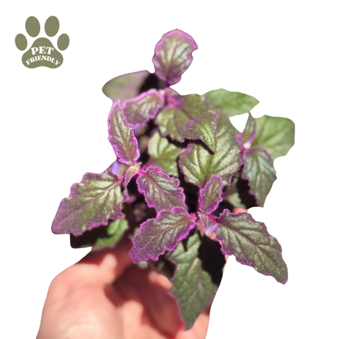 Gynura aurantiaca - Purple Passion Vine