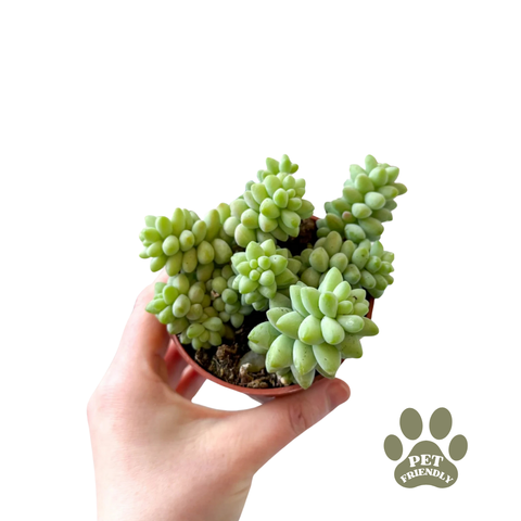 Sedum burrito (Burro’s Tail)