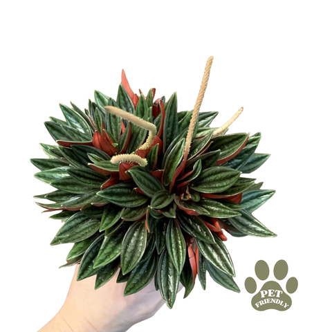 Peperomia caperata 'Rosso' (Radiator Plant)