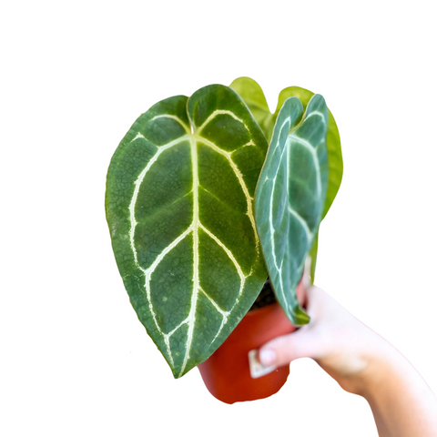 Anthurium Crystallinum