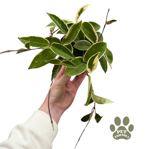 Wax Plant - Hoya carnosa ‘Krimson Queen’