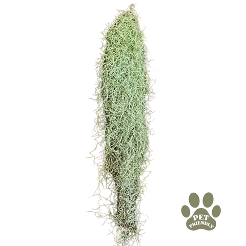 Tillandsia usneoides - Spanish Moss