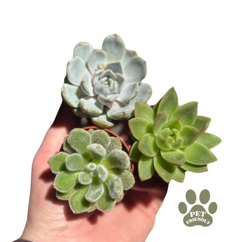 Echeveria Succulent Mixed