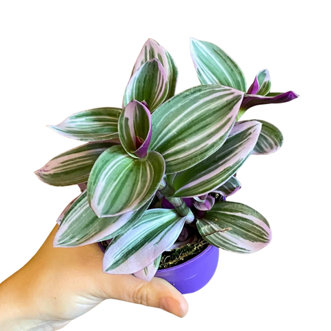 Inch Plant - Tradescantia albiflora 'Nanouk'