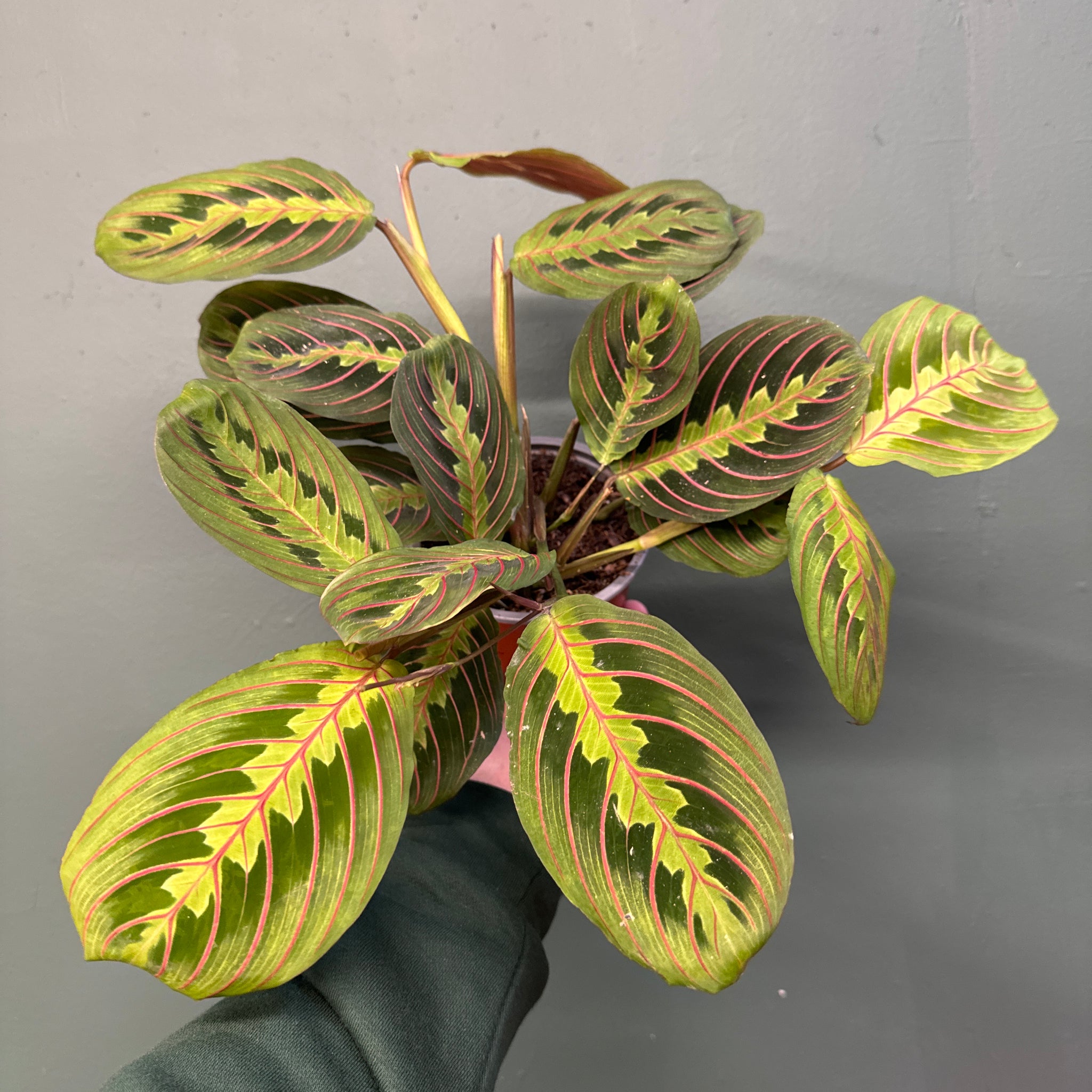 Prayer Plant - Marantha (Lucky Dip)