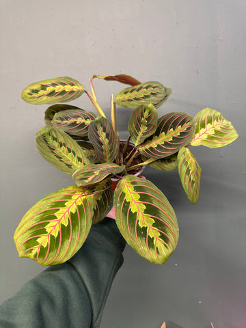 Prayer Plant - Marantha (Lucky Dip)