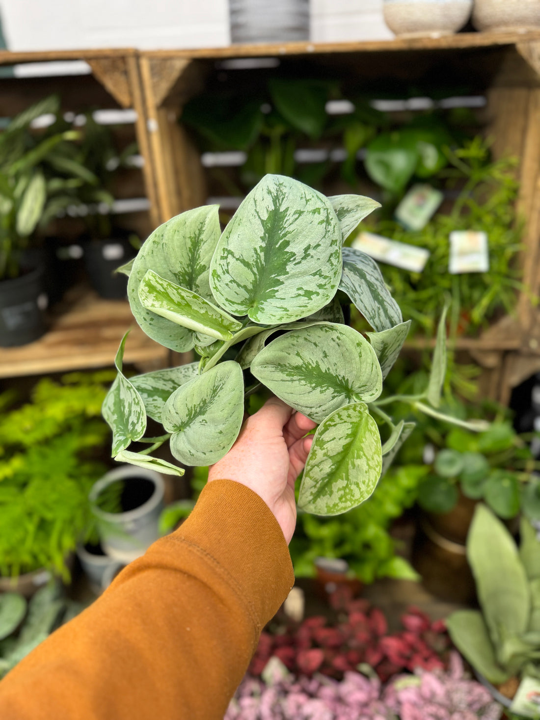 Satin Pothos 'Trebie'