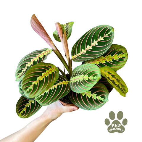 Prayer Plant - Maranta leuconeura 'Fascinator'