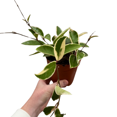 Wax Plant - Hoya carnosa ‘Krimson Queen’