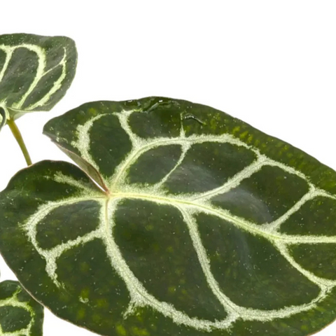 Anthurium Crystallinum