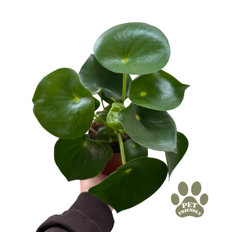 Peperomia polybotrya Raindrop - Teardrop Peperomia