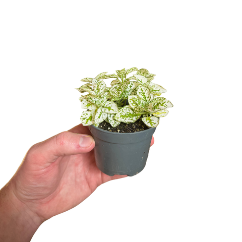 Polka Dot Plant - Hypoestes phyllostachya