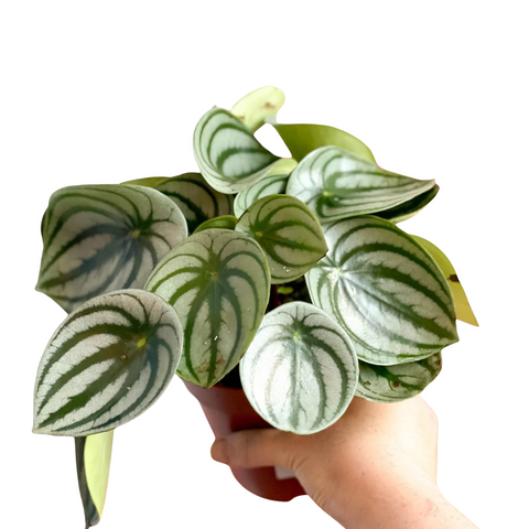Peperomia argyreia (Watermelon Peperomia)