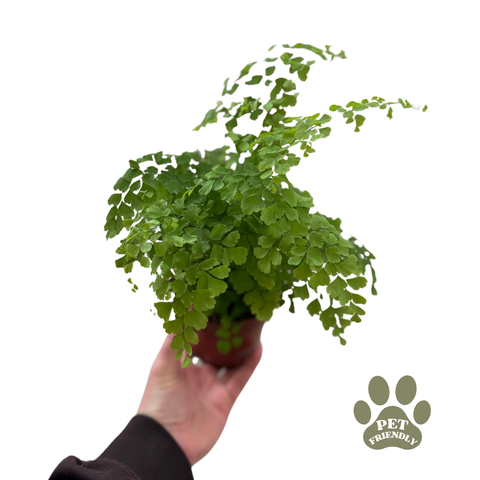 Adiantum raddianum Fragrans - Maidenhair Fern