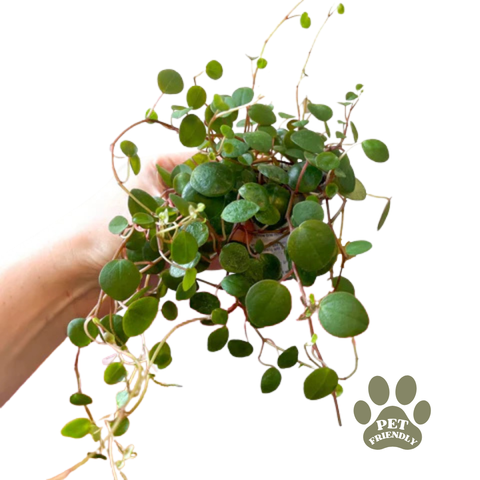 Peperomia prostrata 'Pepperspot' - String of Coins