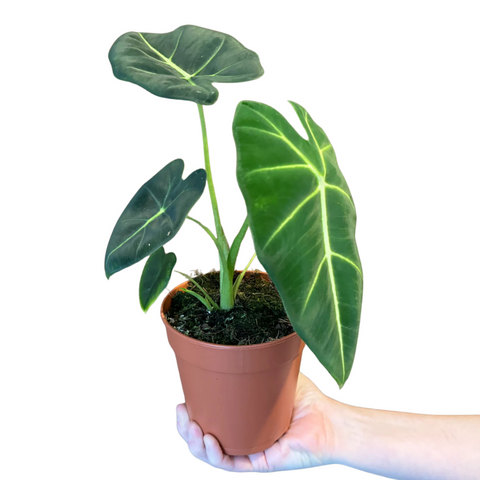 Alocasia Frydek