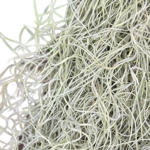 Tillandsia usneoides - Spanish Moss