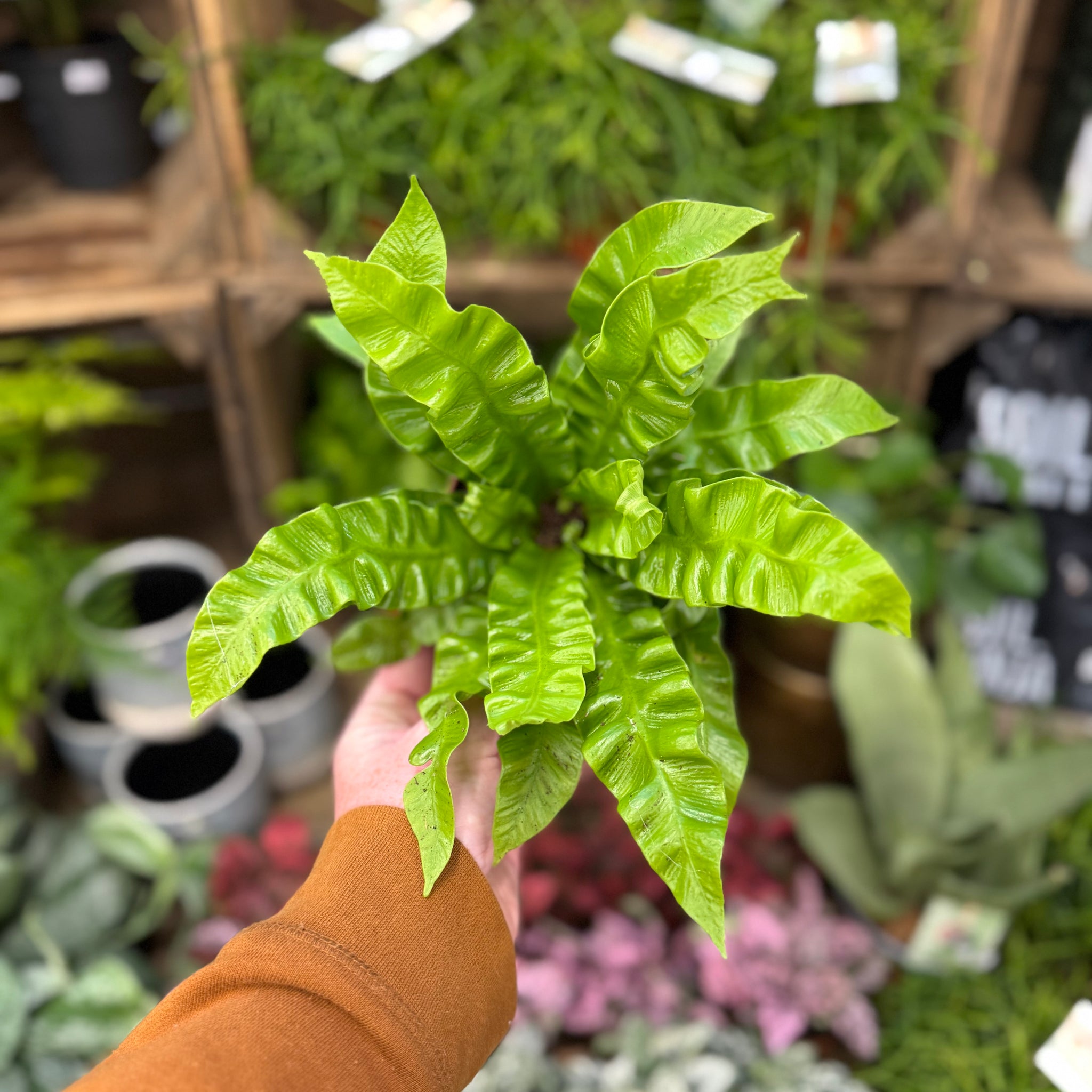 Crispy Wave Fern