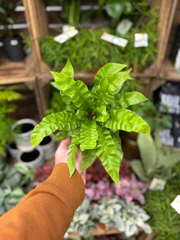 Crispy Wave Fern