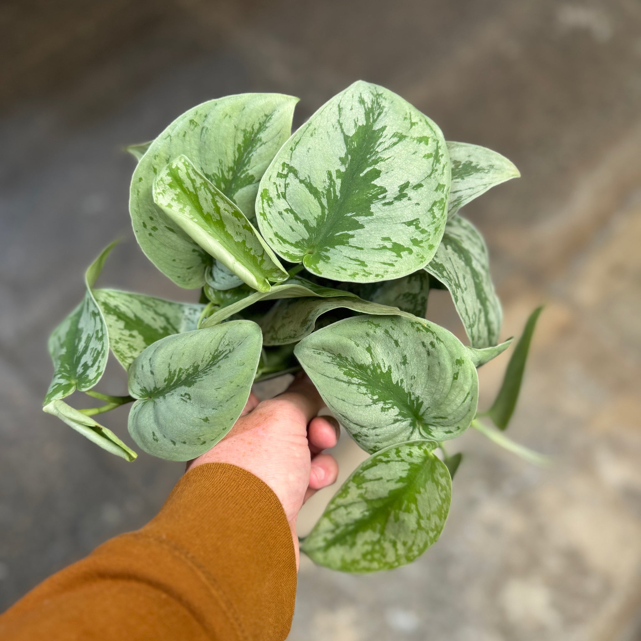 Satin Pothos 'Trebie'