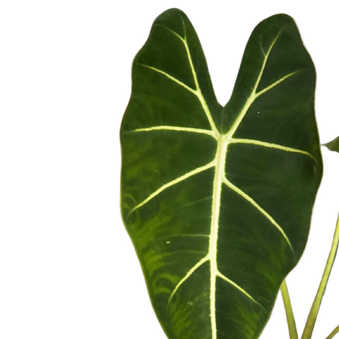 Alocasia Frydek
