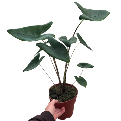 Large Alocasia Zebrina - Zebra Plant