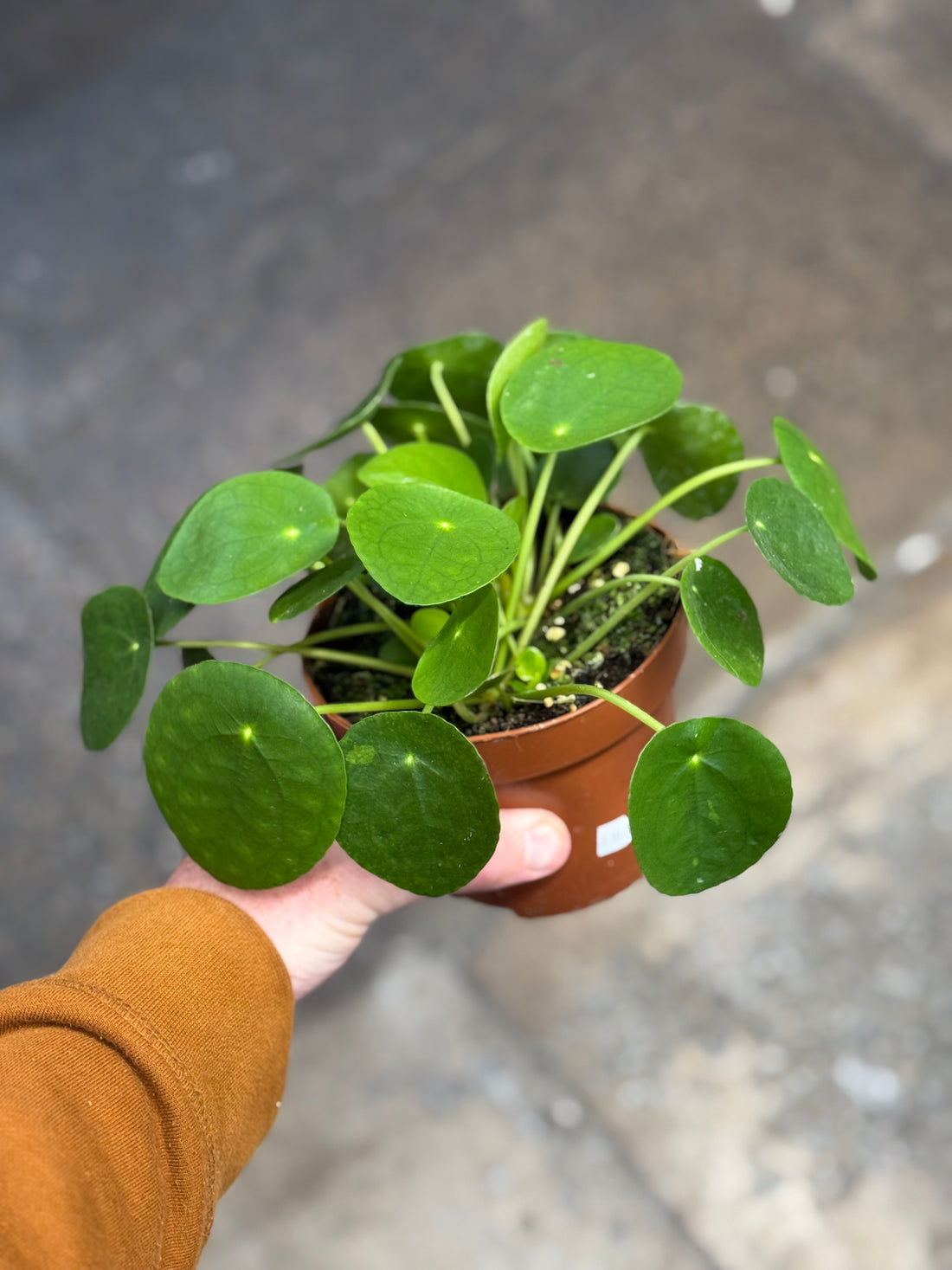 Chinese Money Plant