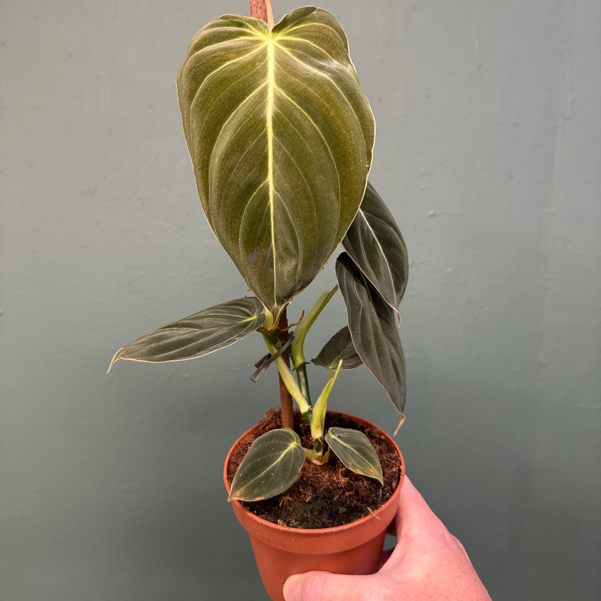 Black Gold Philodendron ( Philodendron melanochrysum )